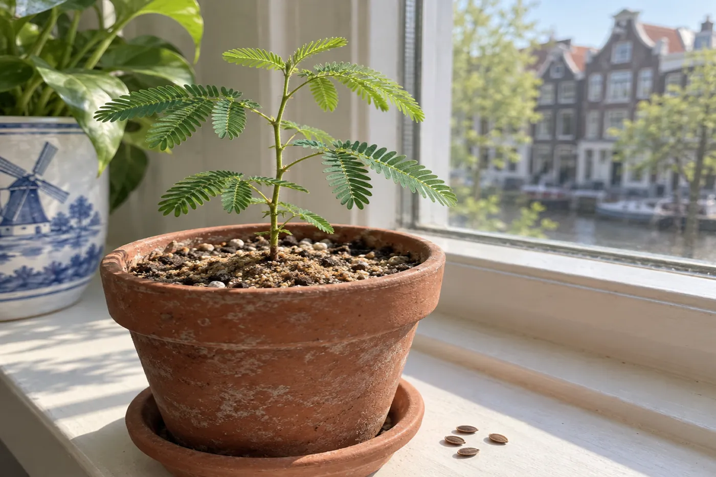 Een jonge jurema preta met fijn geveerd blad in een terracotta pot op een zonnige vensterbank